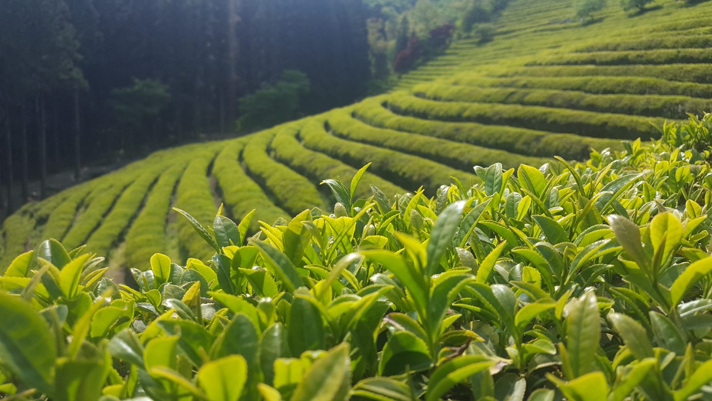 Boseong green tea plantation rows on hillside