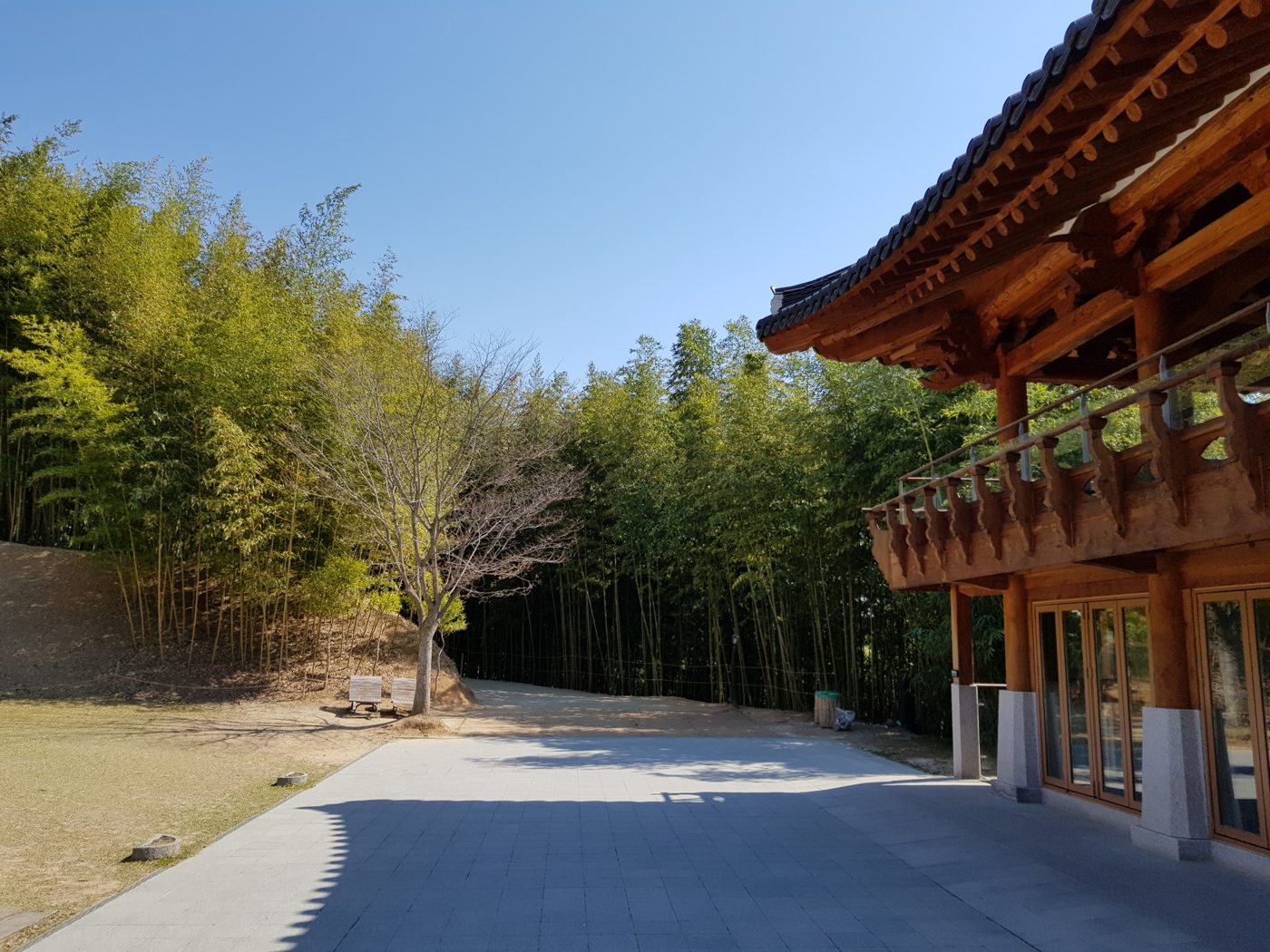 Cafe street and metasequoia road in Damyang