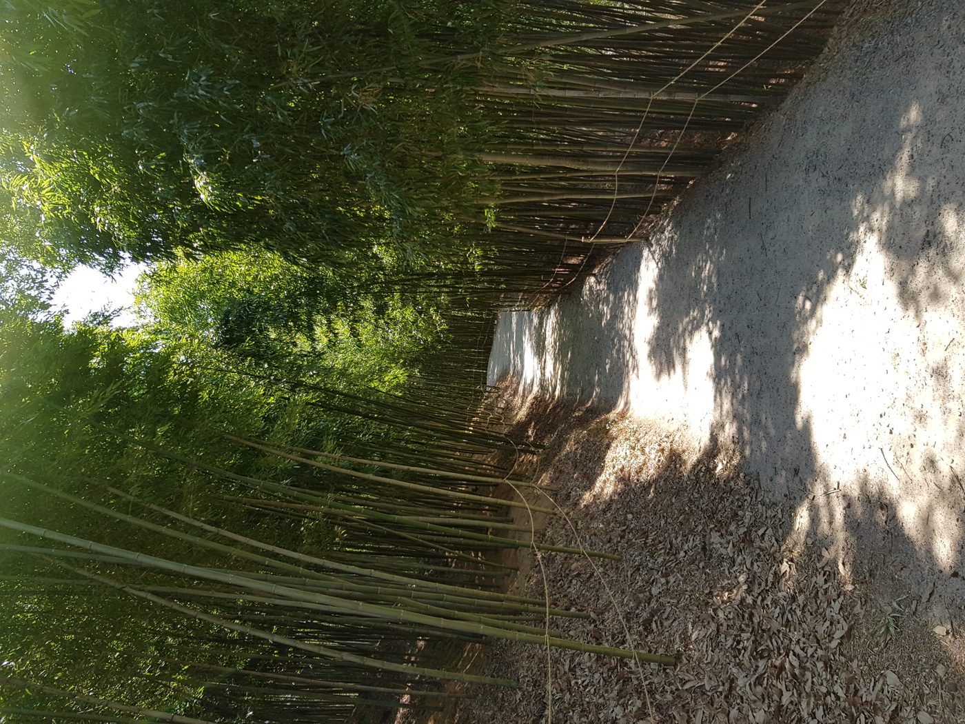 Bamboo grove path in Damyang