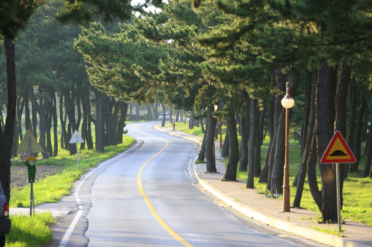 Songjeong Beach in Gangneung with pine forest providing shade behind the shoreline