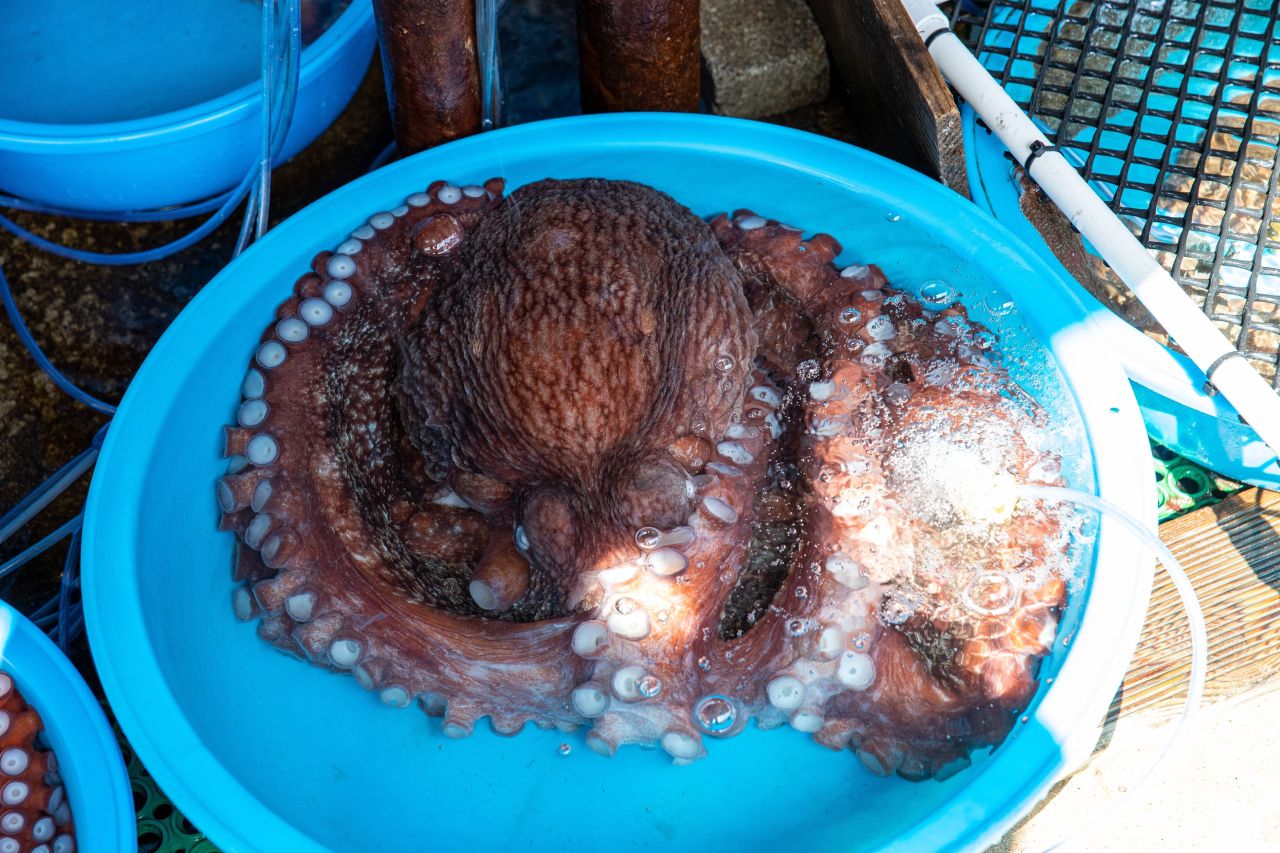 Jumunjin fishermen's market with stalls selling live seafood and fresh catches