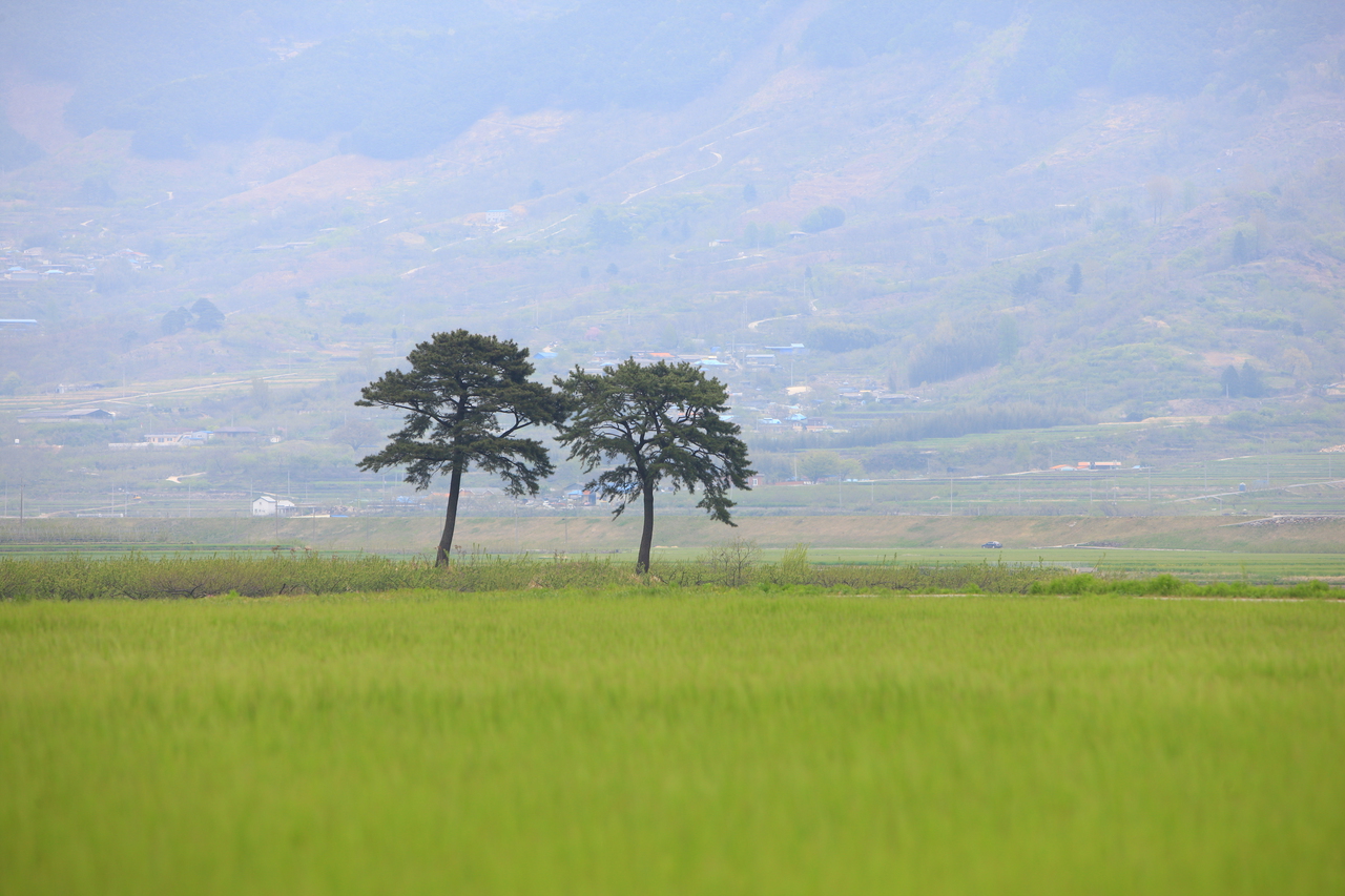 Hadong Travel Guide: Wild Tea Fields, Jirisan Temple & Cherry Blossom Road (2026)
