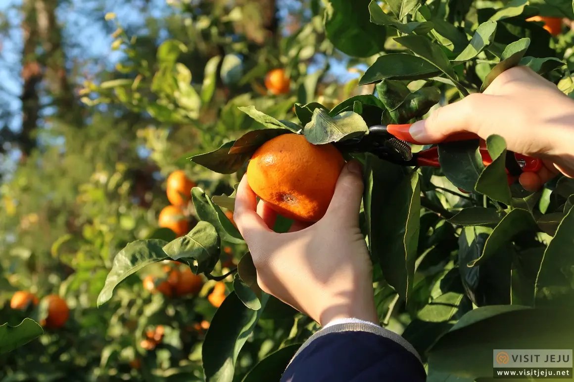 Jeju mandarin orange picking experience
