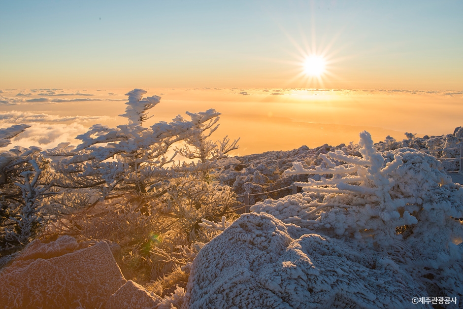 Hallasan summit at sunrise with frost-covered trees above the clouds