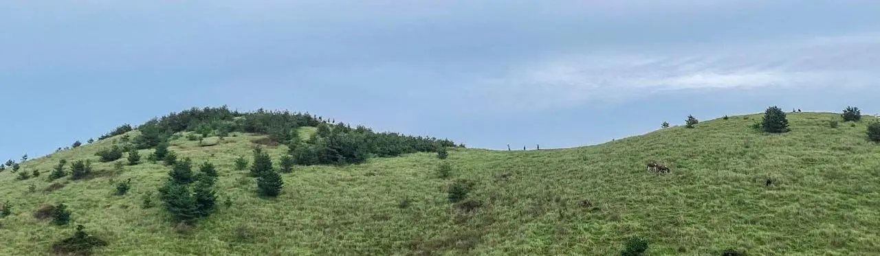 Yongnuni Oreum curved ridgeline