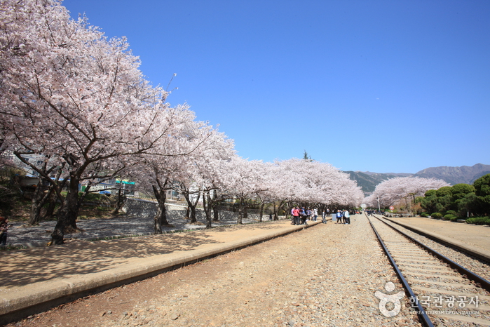 Gyeonghwa Station cherry blossom railway tracks