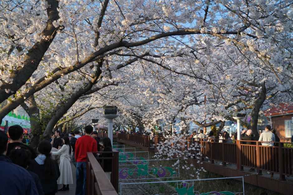 Jinhae Cherry Blossom Festival 2026: Complete Guide (Dates, Tours, Hotels)