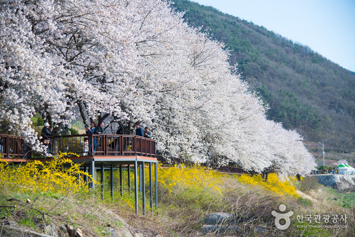 Korea Cherry Blossom 2026: When & Where to See Them (Complete Forecast)