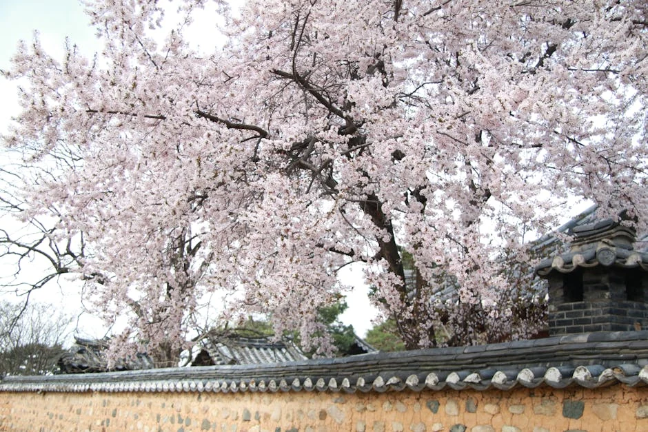 Korea Cherry Blossom 2026: When & Where to See Them (Complete Forecast)