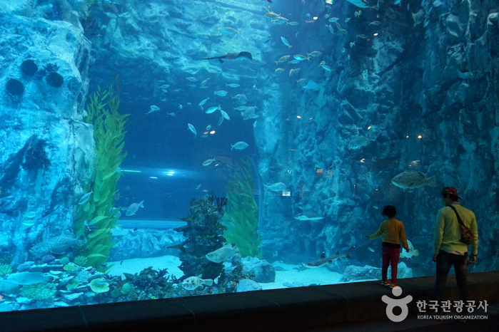 Lotte World Aquarium marine life display in Seoul