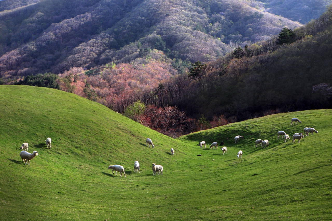 Korea in May (2026): Weather, What to Wear, Crowds & Travel Tips