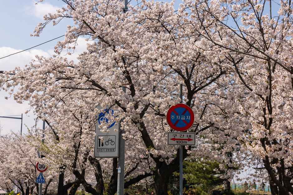 Yeouido Cherry Blossom Festival 2026: Dates, Map & Best Spots